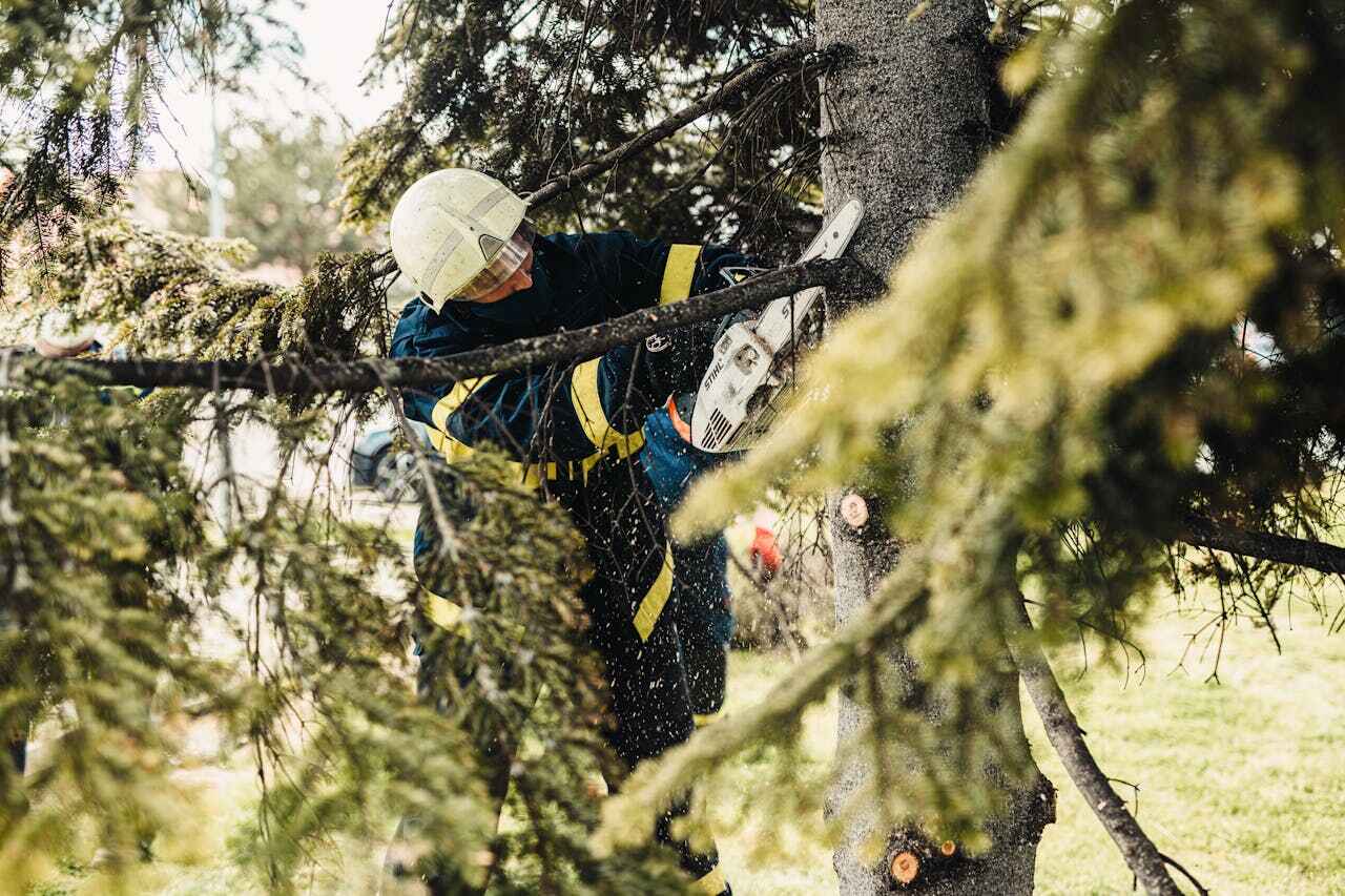 The Steps Involved in Our Tree Care Process in Timber Pines, FL